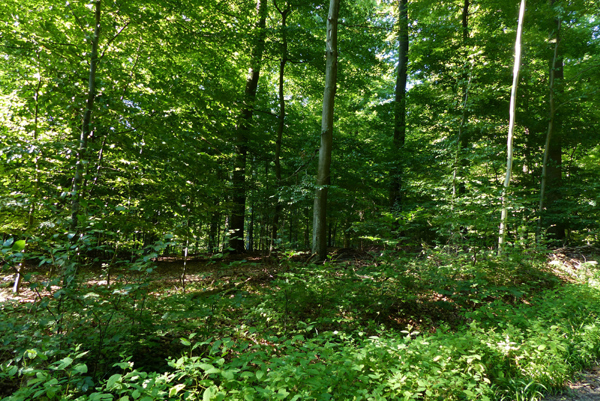 Vorhandene Waldwege sollten benutzt und nicht verlassen werden.