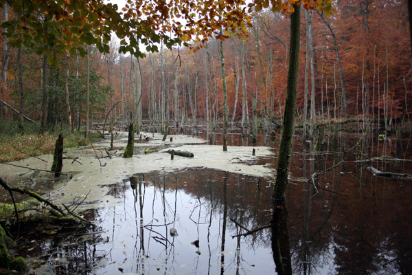 Totholzflächen in den unterschiedlichsten Wäldern sind sehr wichtige Lebensräume. Auch die Eisvögel nutzen diese Areale.
