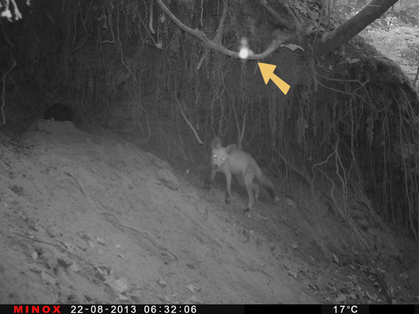 Wild- und Fotofalle, was ist oberhalb vom Fuchs zu erkennen?