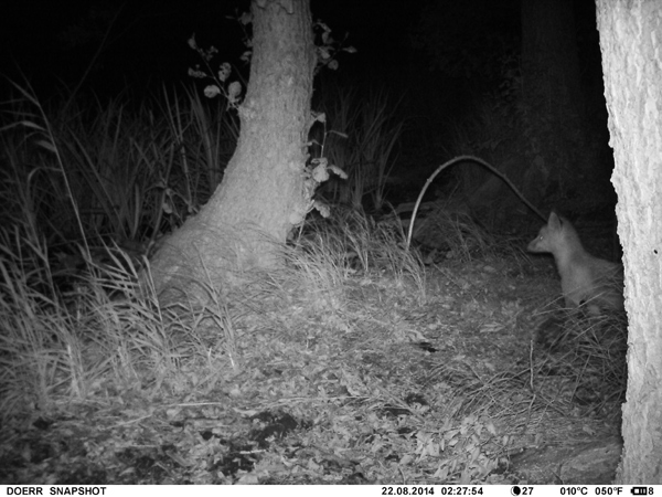 Auf diesem Foto konnte erneut ein Fuchs dokumentiert werden.