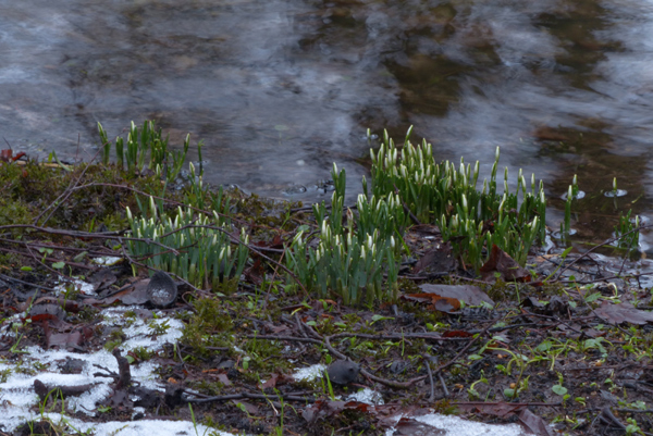 Ein Frühlingsbote, die Schneeglocken im Februar 2015.