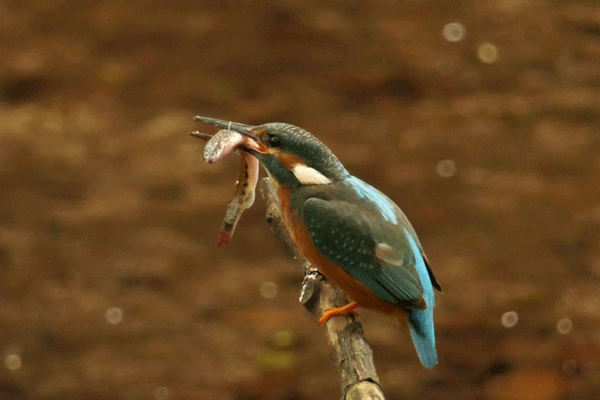 Eisvogel mit einem Fisch (steinbeißer) im Schnabel.