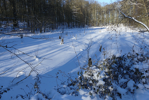 Waldteich im Winter.