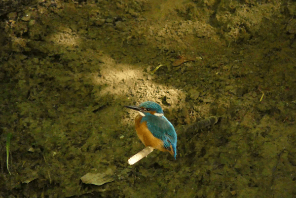 Eisvogel.