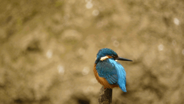 Eisvogelmännchen.
