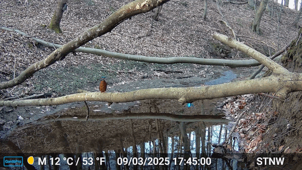 Erneut war ein Eisvogel vor Ort.