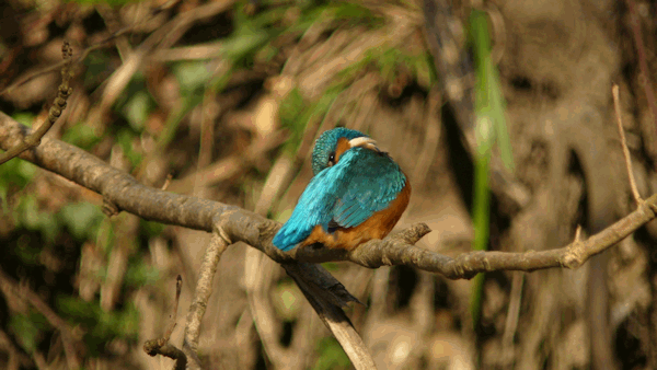 Interessenkreis Schwentine-Eisvogel.
