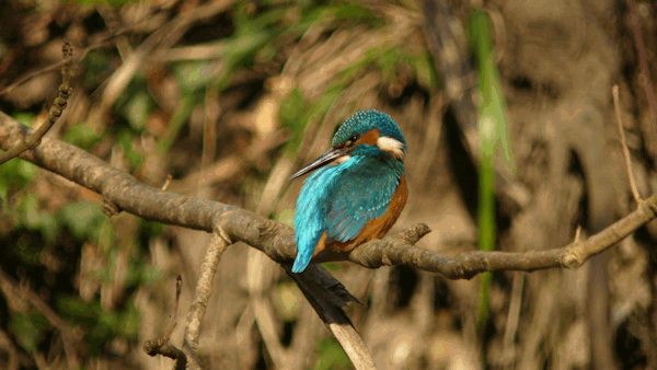 Interessenkreis Schwentine-Eisvogel.