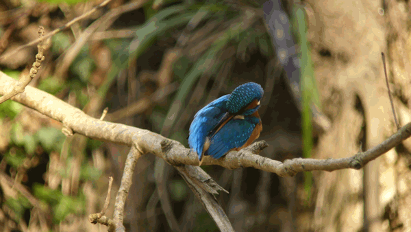 Interessenkreis Schwentine-Eisvogel.