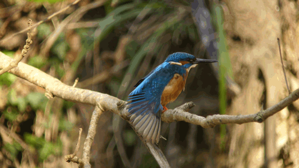 Interessenkreis Schwentine-Eisvogel.