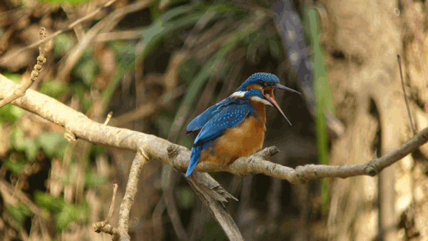 Interessenkreis Schwentine-Eisvogel.
