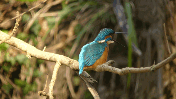 Interessenkreis Schwentine-Eisvogel.