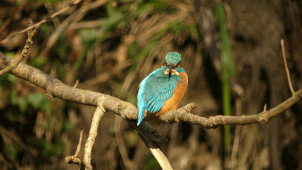 Interessenkreis Schwentine-Eisvogel.
