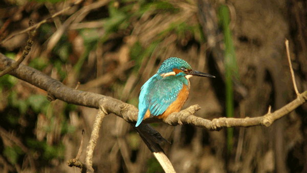 Interessenkreis Schwentine-Eisvogel.