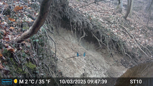 Interessenkreis Schwentine-Eisvogel.