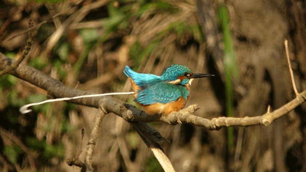 Interessenkreis Schwentine-Eisvogel.