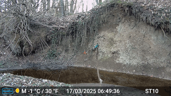 Interessenkreis Schwentine-Eisvogel.