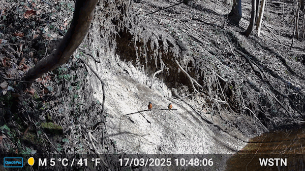 Interessenkreis Schwentine-Eisvogel.