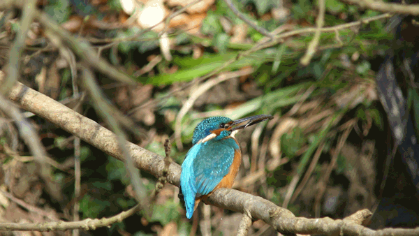 Interessenkreis Schwentine-Eisvogel.