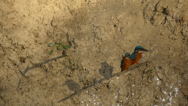 Interessenkreis Schwentine-Eisvogel.