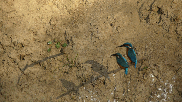 Interessenkreis Schwentine-Eisvogel.