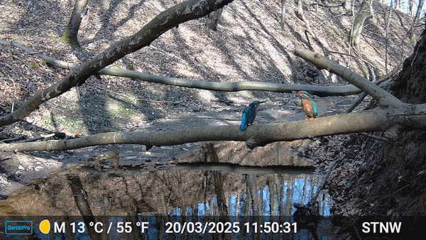 Interessenkreis Schwentine-Eisvogel.