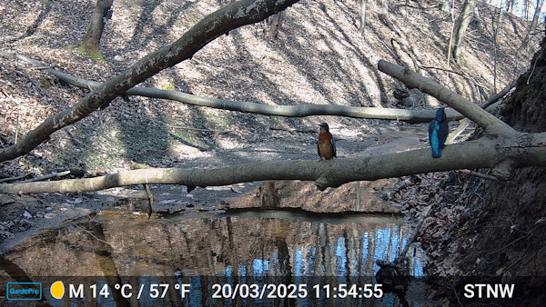 Interessenkreis Schwentine-Eisvogel.