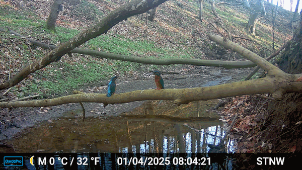 Interessenkreis Schwentine-Eisvogel.