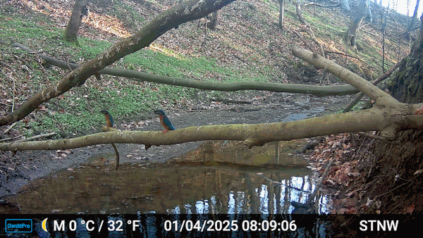 Interessenkreis Schwentine-Eisvogel.