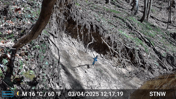 Interessenkreis Schwentine-Eisvogel.