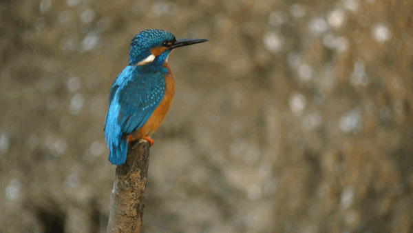 Interessenkreis Schwentine-Eisvogel.