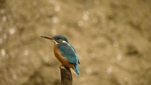 Interessenkreis Schwentine-Eisvogel.