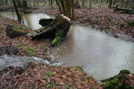 Eine natürchliche Einleitung in ein Fließgewässer.