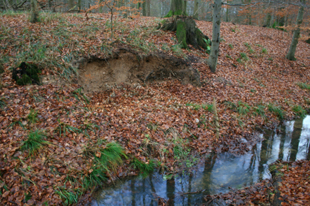 Der Zustand der Brutwand im Dezember 2011.