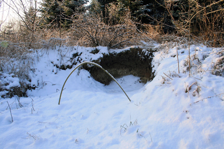 Hier zu sehen, die linke Brutwand im Winter 2012.