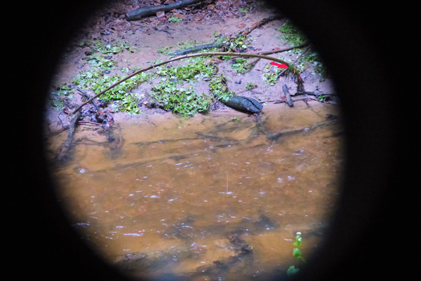 Eisvogelbeobachtung 2013, am roten Pfeil stand das Wasser.
