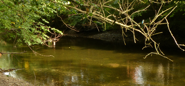 Eine natürliche Ansitzwarte mit einem Eisvogelmännchen, der das Gewässer Fließgewässer beobachtet.