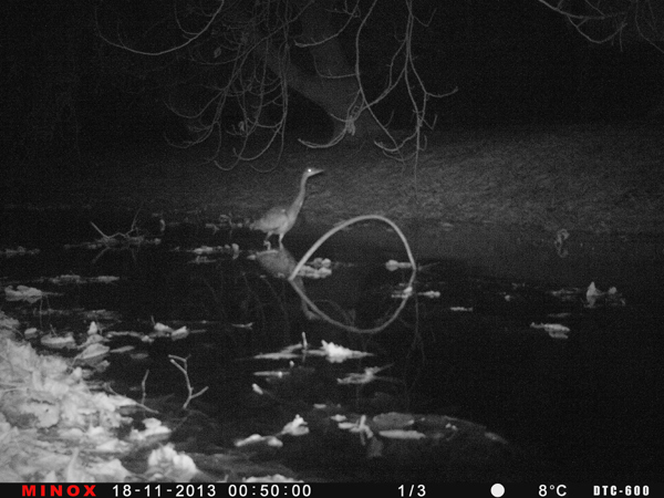 Eisvogelbeobachtung 2013/14, Nachtaktiv ist dieser Graureiher.