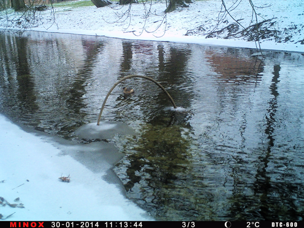 Eisvogel Winterbeobachtung, erneut konnte ich einen Zwergtaucher nachweisen/dokumentieren.