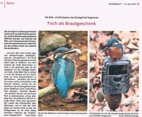 Balz- und Brutsaison der Eisvögel 2014 hat begonnen.