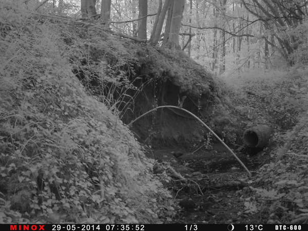 Dem Eisvogelpaar scheint es im Wald der Schleswig-Holsteinische Landesforsten zu gefallen.