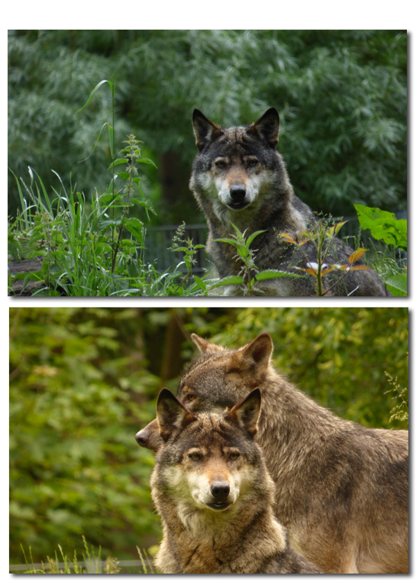 Wölfe in Schleswig-Holstein - diese konnte ich im Wildpark Eekholt dokumentieren.