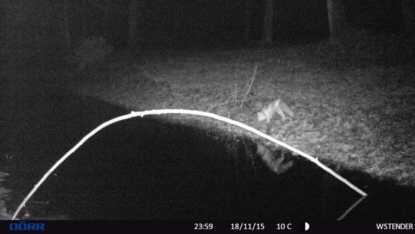 Ein streichender Fuchs in der Nacht.