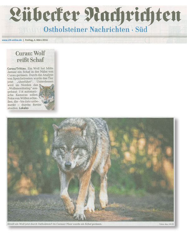 Wolfsjagd in Schleswig-Holstein