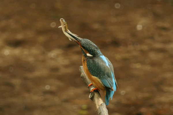 Eisvogel mit einem Fisch (Steinbeißer) im Schnabel.