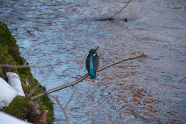 Eisvogel, das Weibchen beobachtet das Gewässer und kein Fisch kan ihr vorbei.