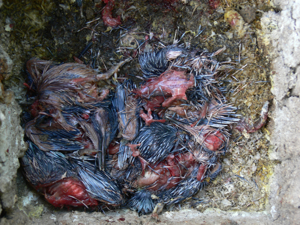 Was für eine grausame Entdeckung, alle jungen Eisvögel würden getötet!
